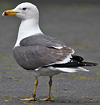 adult LBBG Dutch intergrade in September, ringed in the Netherlands. (85708 bytes)